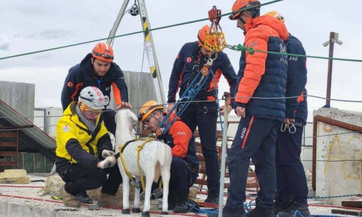AFAD Koordinasyonunda Uluslararası Hayvan Koruma Projesi Afyonkarahisar’da Başladı